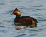 Black-necked Grebe portfolio