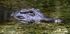 FLR002: American alligator