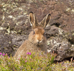 Mountain Hare (Leveret) - Lepus timidus