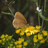 Ringlet Butterfly
