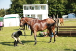 SBM_19278