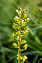 Common Twayblade Orchid