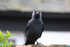 Jackdaw