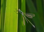 Emerald Damselfly