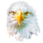 bald eagle Haliaeetus leucocephalus-0894