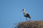 White Stork