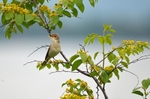 Eastern Olivaceous Warbler