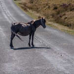 Dartmoor