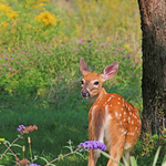 Rear View Fawn