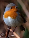 Robin (01)