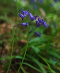 Blue Bells 2