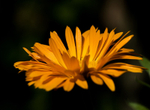 5th August Calendula