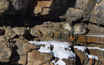 Snow Leopard