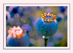 Opium and Eryngium