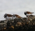 Turnstones