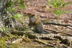 Grey Squirrel