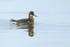Red-necked Phalarope (male), Iceland