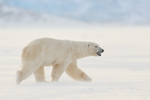 Male Polar Bear side, Svalbard, Norway