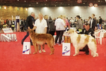 males Intermediate class