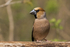 Hawfinch  (m)