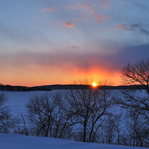 Skeletal deciduous trees silhouetted against a winter sunset.