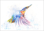 Kingfisher