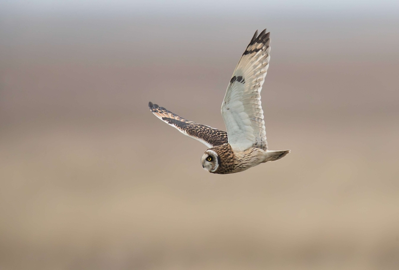 Short Eared Owl