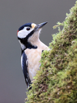 Great Spotted Woodpecker on mossy tree trunk, Otterbourne