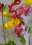 Buttercup and Red Campion