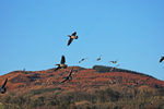 Barnacle Geese