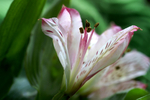 Flowers Set 04 - 11