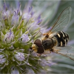 2nd Print Scaeva pyrastin pied hoverfly Cheryl Hewitt