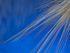 Blue 3