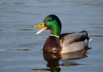 Mallard