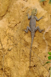 Agama Lizard