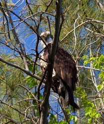 Osprey_0008