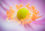 Japanese Anemone