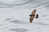 Elliot's Storm-Petrel from above, Champion Islet, San Cristobal