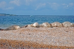 Common Seals