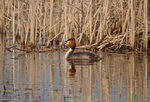 Great Crested Grebe