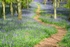 Path through Bluebell wood