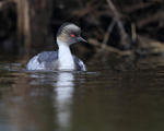 Silvery Grebe, dark background, Falklands