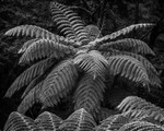 Tree Ferns