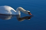 Mute Swan