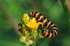 Cinnabar caterpillar