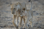 Mother and cub