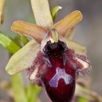 Promontory Orchid (Ophrys promontori)