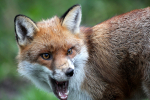 Red Fox Warning_ AGTO89