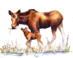 Mama Moose
