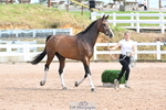 Trot Up 4pm to 5pm portfolio